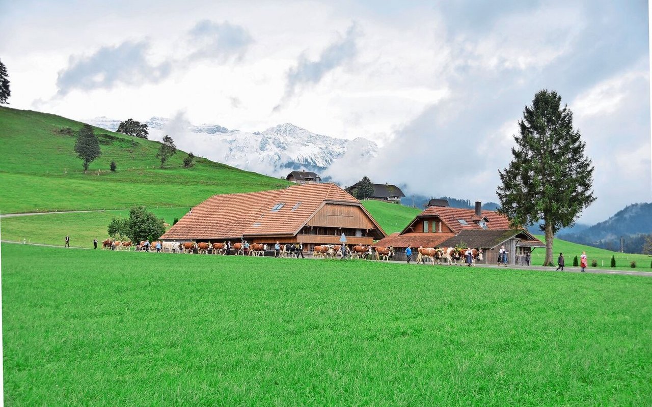 Im Hintergrund ist der Sigriswilergrat schon weiss, während der eindrückliche Alpabzug von Familie Haldimann letzten Samstag talwärts zieht.