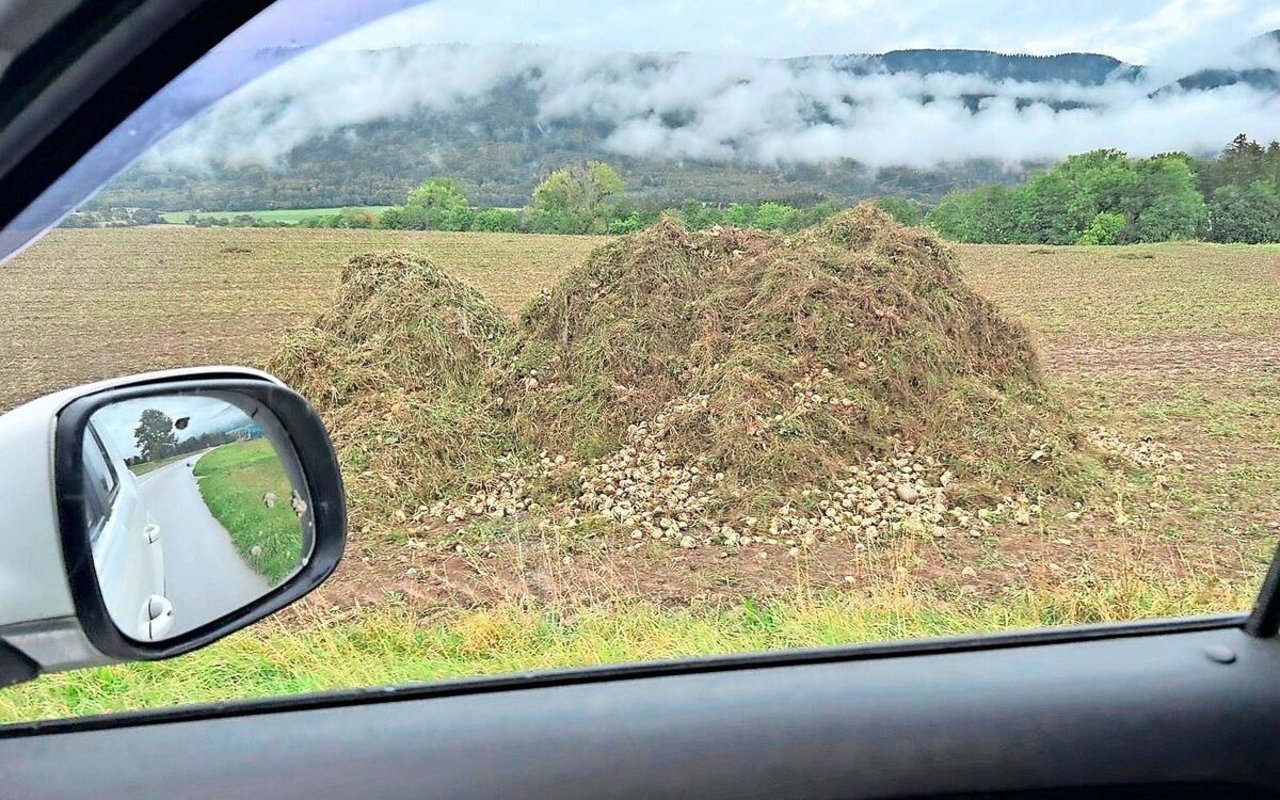 Die Unkrautbekämpfung wird im Rübenanbau immer herausfordernder. Ein extremes Beispiel hier auf dem Bild. 