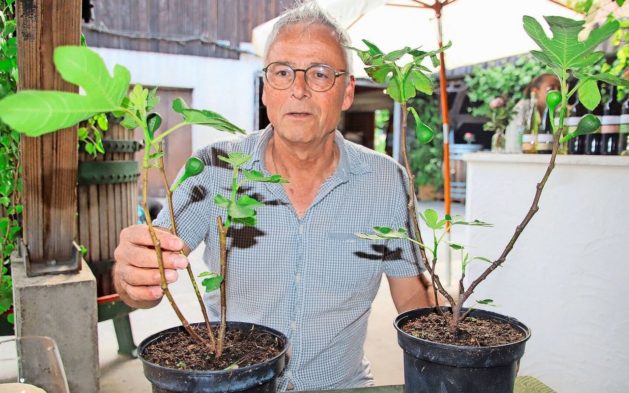 Der Agronom Walter Koch ist der Initiator des Pflanzprojekts. Er hat ebenfalls eigene Feigenbäume.