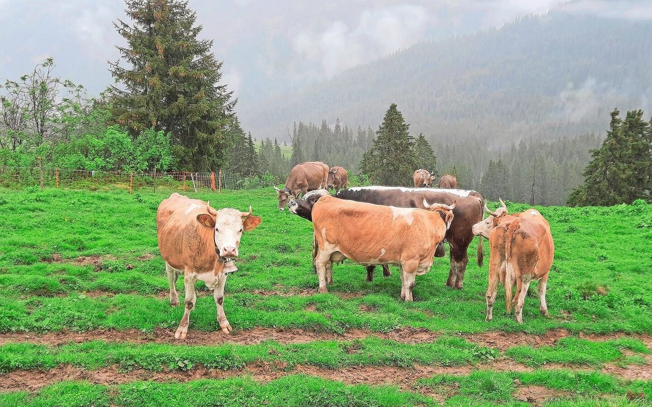 Die Kühe sind auf der Alp. Unser Stier Blüem macht Bekanntschaft mit seiner neuen Herde.