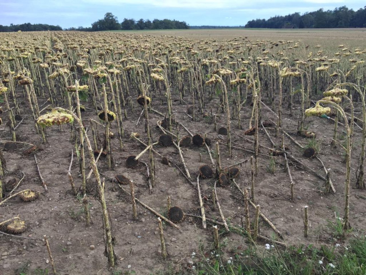 Die Sonnenblumenfelder sehen aus wie ein Mini-Wald, der vom Sturm gefällt wurde.