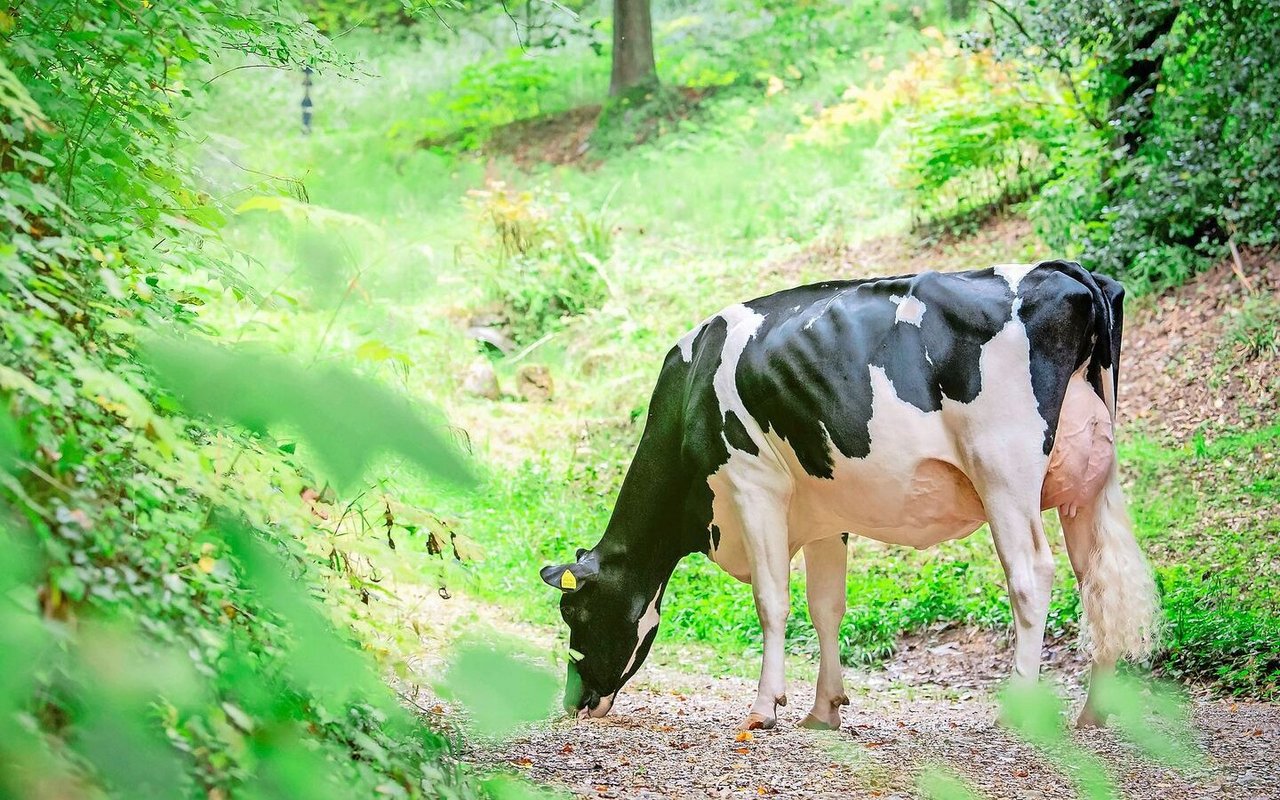 Blondin Sidekick Holly SG (VG 85 1. Laktation) hat für Dettwilers schon einige Schauerfolge einfahren können. 