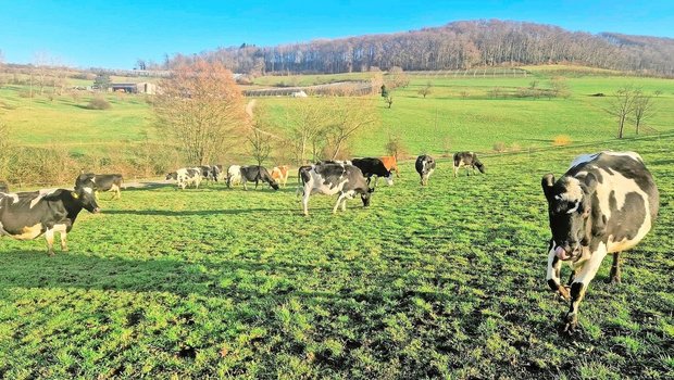 Meist sonniges Wetter mit Höchsttemperaturen von 12 bis 18 Grad im Mittelland anfangs März ermöglichten einen optimalen Zeitpunkt für einen ersten Pflegeweidegang.