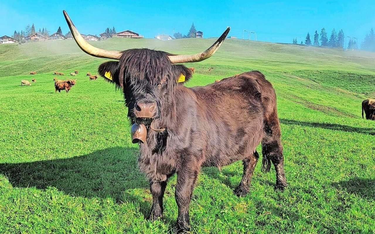 Die einzige schwarze Kuh in der Herde posiert vor der Kamera. Im Hintergrund ist die Marbachegg zu sehen.