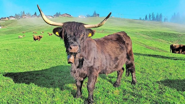 Die einzige schwarze Kuh in der Herde posiert vor der Kamera. Im Hintergrund ist die Marbachegg zu sehen.