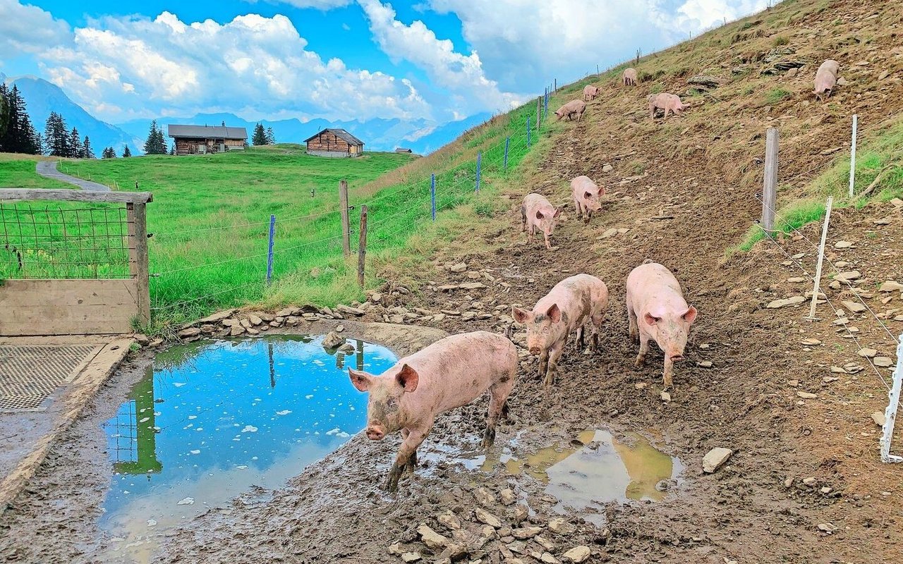 Freilandschweine auf Alpen: Ordnung oder Unordnung?