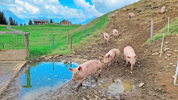 Freilandschweine auf Alpen: Ordnung oder Unordnung?