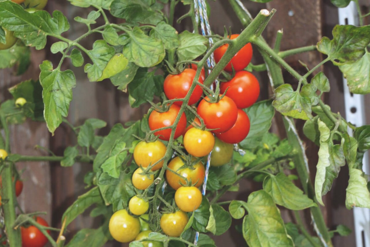 So gesund kann eine Tomate an einem 29. November noch aussehen, obwohl sie nur in einem einfachen Tomatenhaus stand. (Foto: Eveline Dudda)