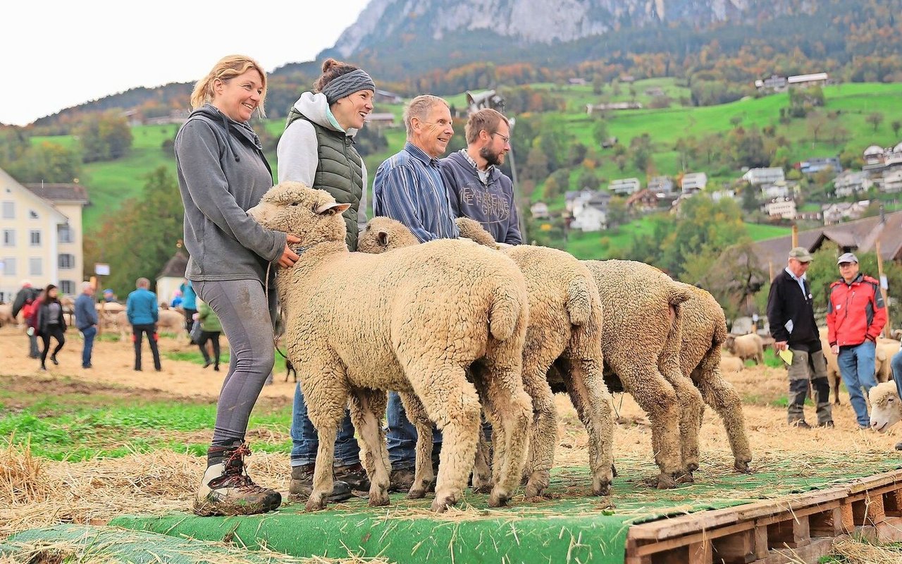 Frau, Mann und Schaf präsentierten sich an der Kleinviehschau in Schwyz auf dem Laufsteg.