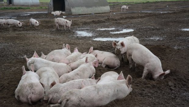 Diese Freilandschweine fühlen sich sauwohl. (Bild sb)