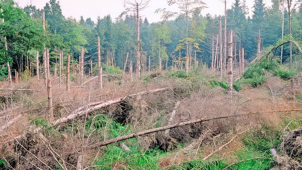 Im solothurnischen Messen hat der Sturm Lothar vor 25 Jahren grosse Schäden im Wald angerichtet.