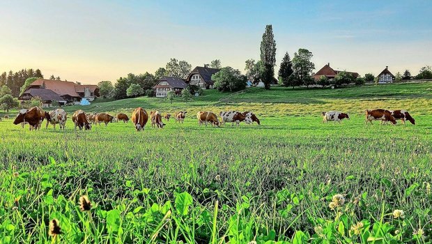 Das Ziel der IG Neue Schweizer Kuh ist die Zucht von wirtschaftlichen Kühen auf der heimischen Futtergrundlage. 