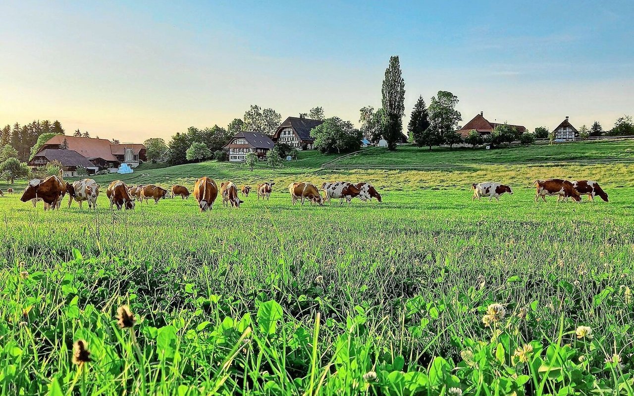 Das Ziel der IG Neue Schweizer Kuh ist die Zucht von wirtschaftlichen Kühen auf der heimischen Futtergrundlage. 