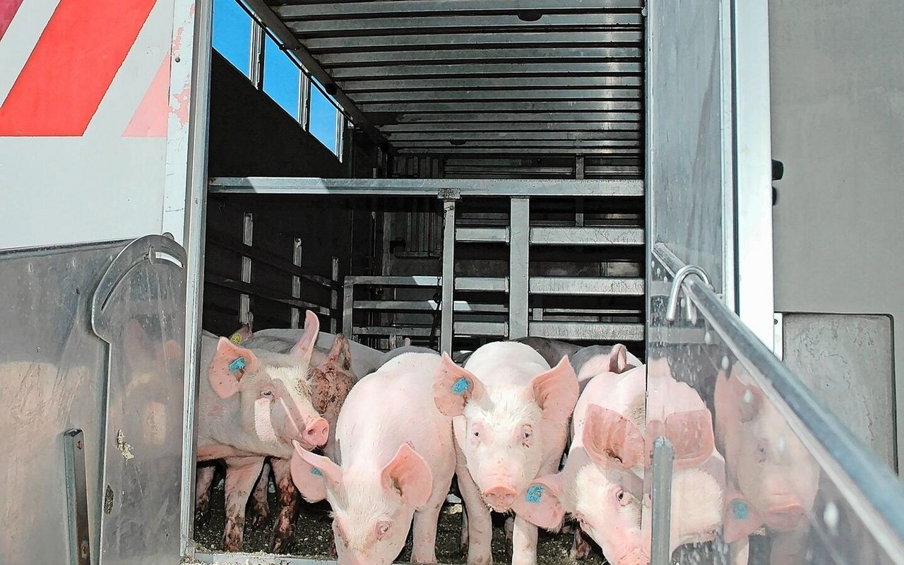 Nur gesunde Tiere dürfen transportiert werden. Ein neuer Leitfaden definiert die Bedingungen, wann ein tierärztliches Zeugnis nötig ist. 