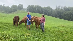 Warum Kühe Hörner brauchen - SWR Kultur