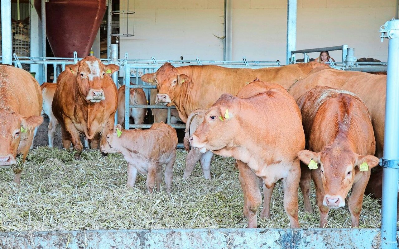 Mit zehn Monaten und einem Absetzgewicht von 270 bis 300 Kilogramm gehen die Kälber in den Natura-Beef-Kanal.