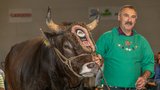 Albert Horner aus Ennenda GL präsentiert Zibu, den Siegermuni des Eidgenössischen Schwing- und Älplerfest 2025. (Bild: Braunvieh Schweiz)