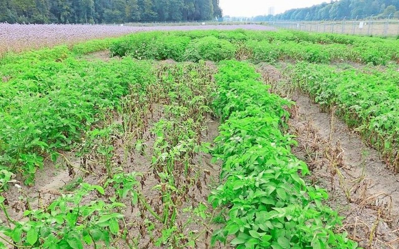 Die Kartoffelsorte Atlantic: Bei der Reihe rechts (grüne Reihe) wurden zwei Resistenzgene eingebaut, die Pflanzen bleiben gesund. 