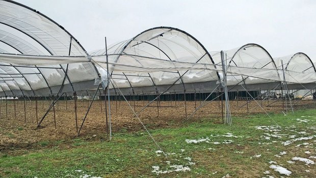 Der Seeländer Gemüsebranche fehlt es an Nachwuchs, Arbeitskräften und auch den geeigneten Pflanzenschutzmitteln, um auf Krankheiten und Schädlinge reagieren zu können. Die Gefahr eines sinkenden Selbstversorgungsgrades ist real. 