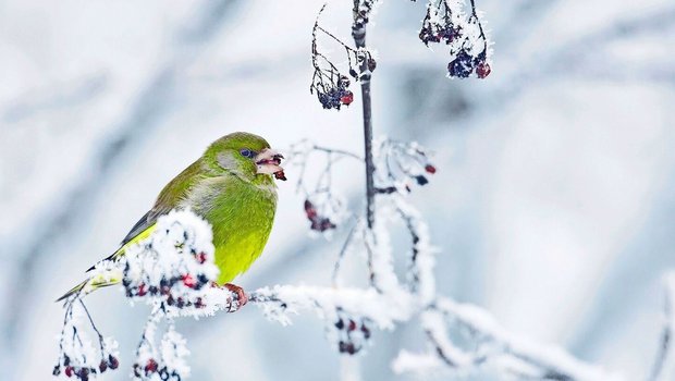 Einheimische Beerensträucher und Wildstauden bieten überwinternden Kleinvögeln wie diesem Grünfink Nahrung.