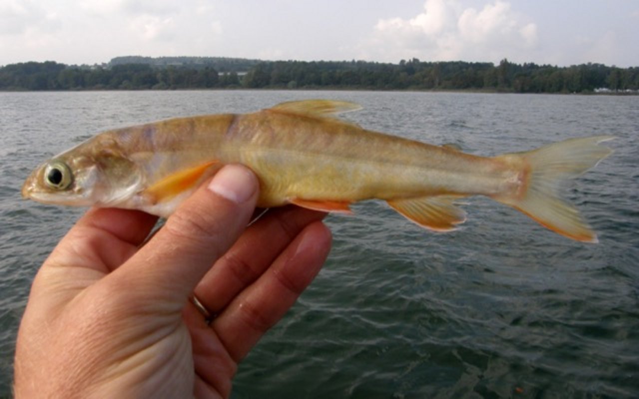 Ein Exemplar des ausgestorben geglaubten Tiefensaiblings (Salvelinus profundus) aus dem Bodensee. (Bild Eawag)