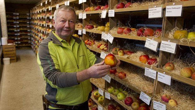 400 verschiedene Apfelsorten gibt es in der Baumschule von Ruedi Glauser. Von jeder können die KundInnen Bäume kaufen – und vor dem Kauf probieren, wie die Früchte schmecken.