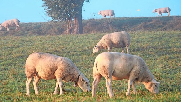 Während die Blauzungenkrankheit bei den Rindern meist mild verläuft, verursacht sie bei Schafen schwere Symptome. Eine Impfung ist in der Schweiz nicht zugelassen 