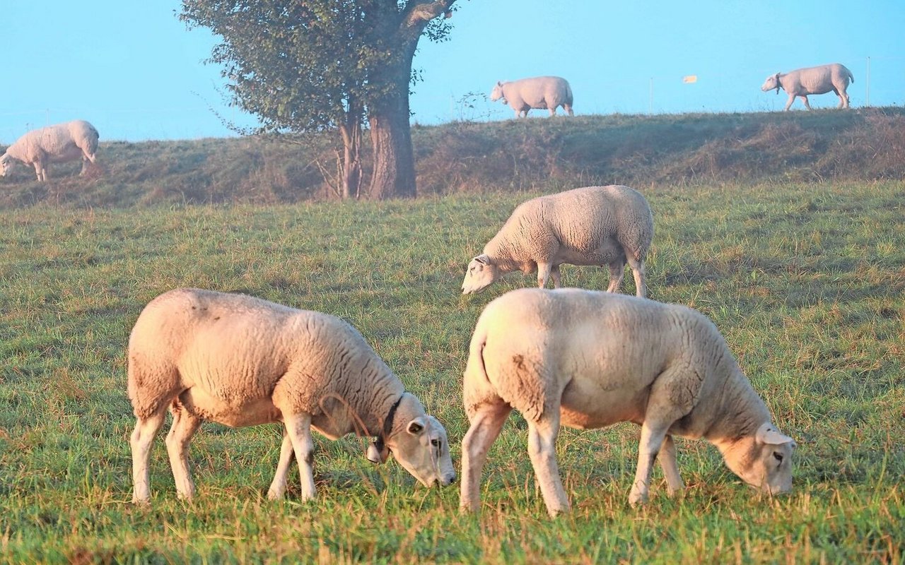 Während die Blauzungenkrankheit bei den Rindern meist mild verläuft, verursacht sie bei Schafen schwere Symptome. Eine Impfung ist in der Schweiz nicht zugelassen 