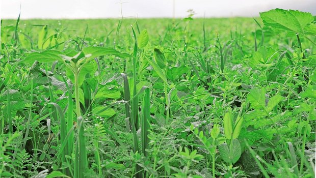 Gründüngungen seien keine Blühstreifen und müssten daher vor der Blüte abgestoppt und zur Flächenrotte gebracht werden.