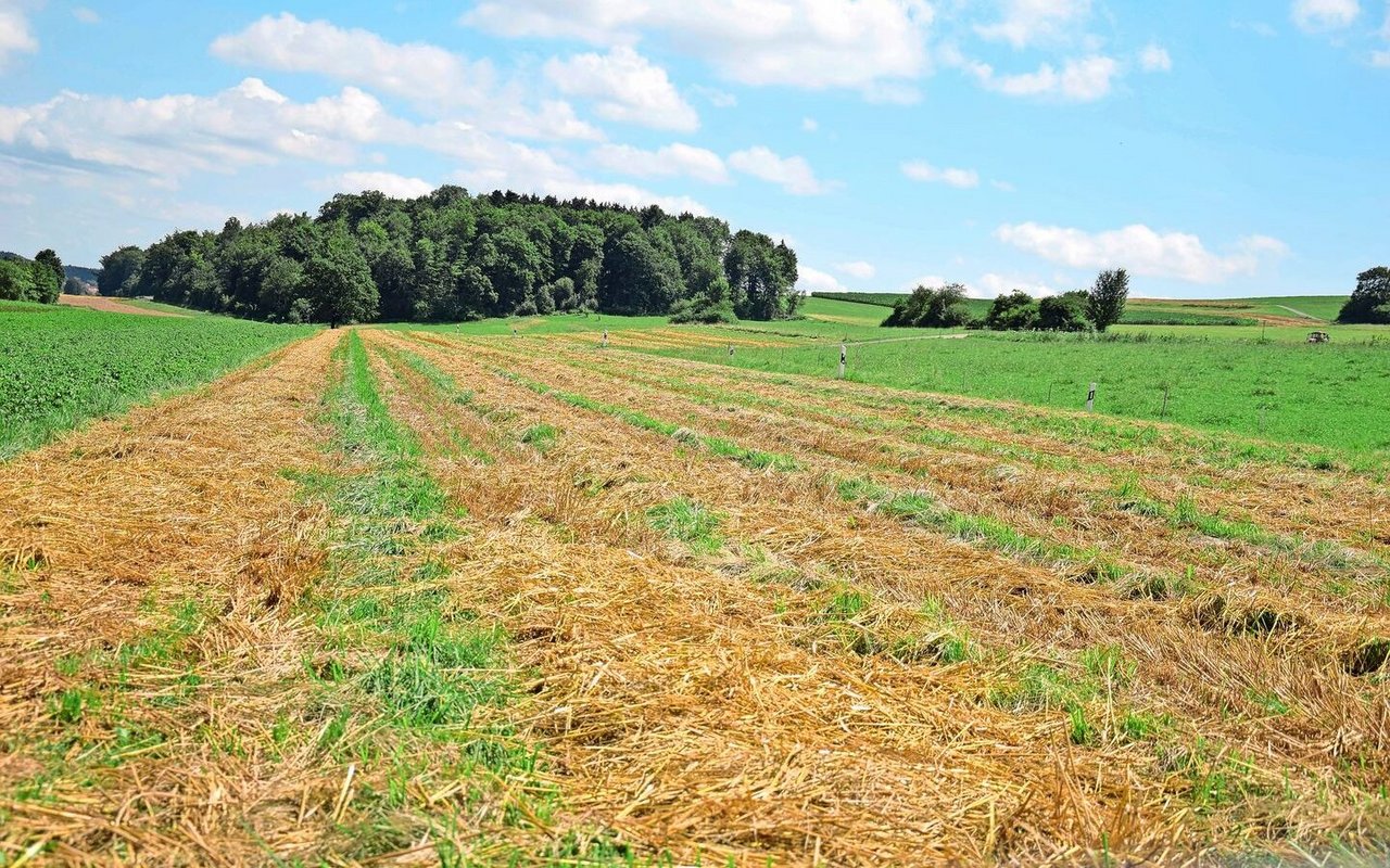 Nach der Getreideernte sind die begrün ten Fahrspuren auf dem Feld gut sichtbar. 