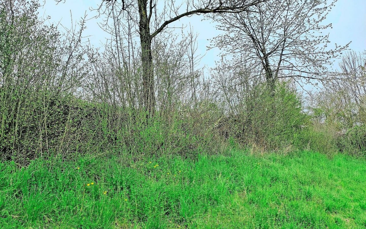 Ein Krautsaum auf beiden Seiten gehört zur Hecke. Er ist wichtig für die Überwinterung von Kleintieren wie Schmetterlingen.