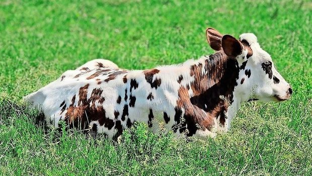 PFAS können sich in der Nahrungskette anreichern.