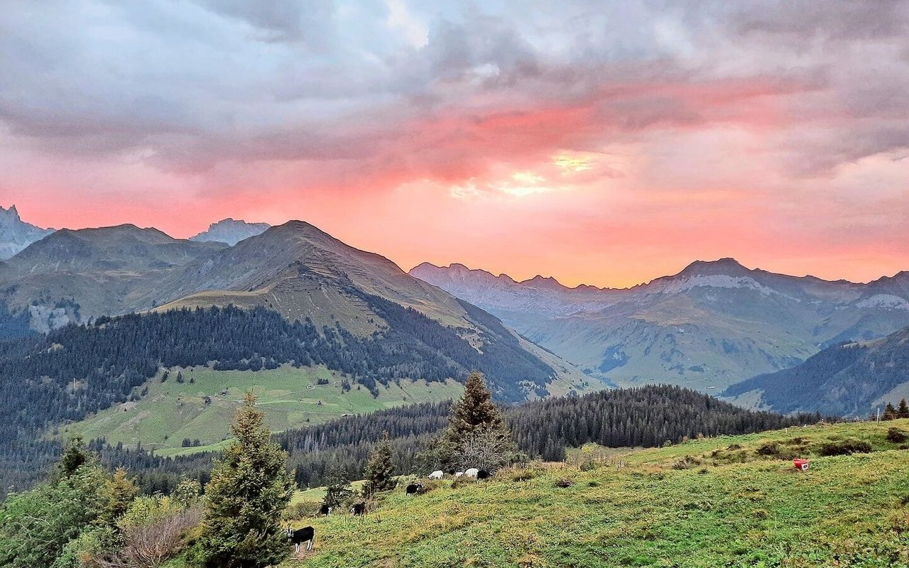 Der Herbst hält Einzug, die Sonne kommt morgens immer später – dafür kommt das Alpteam in den Genuss eines prächtigen Morgenrots. 