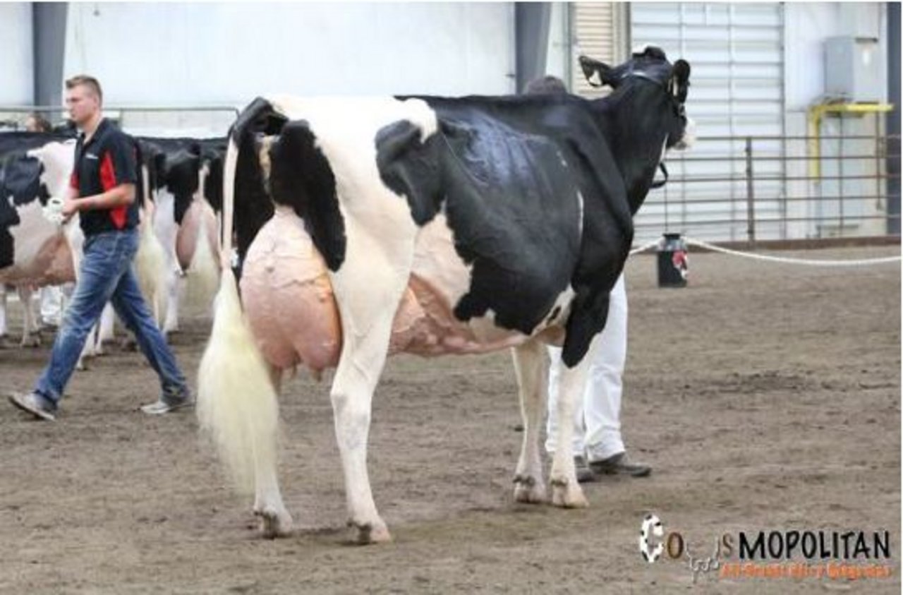 Sie siegte bei den Holstein: Rosiers Goldwyn Blexy. (Bild Cowsmopolitan)