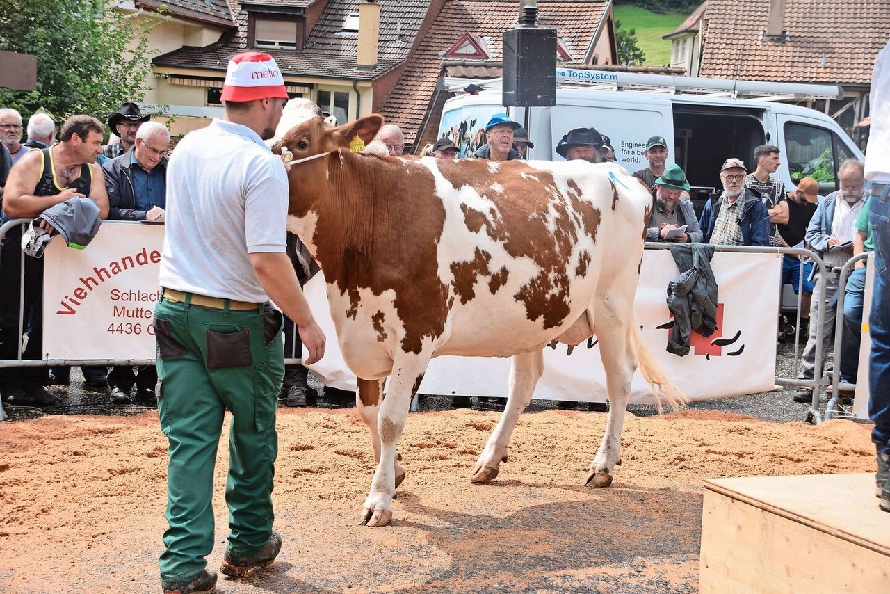 Die massige Erstlingskuh Flubacher’s Crown Nikina war einem Käufer 3900 Franken wert. 