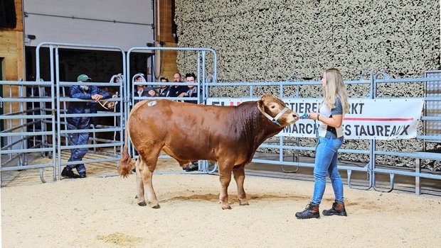 Der Limousin-Stier Burris Dodo von Familie Burri aus Dagmersellen LU erzielte den Tageshöchstpreis von 8700 Franken.