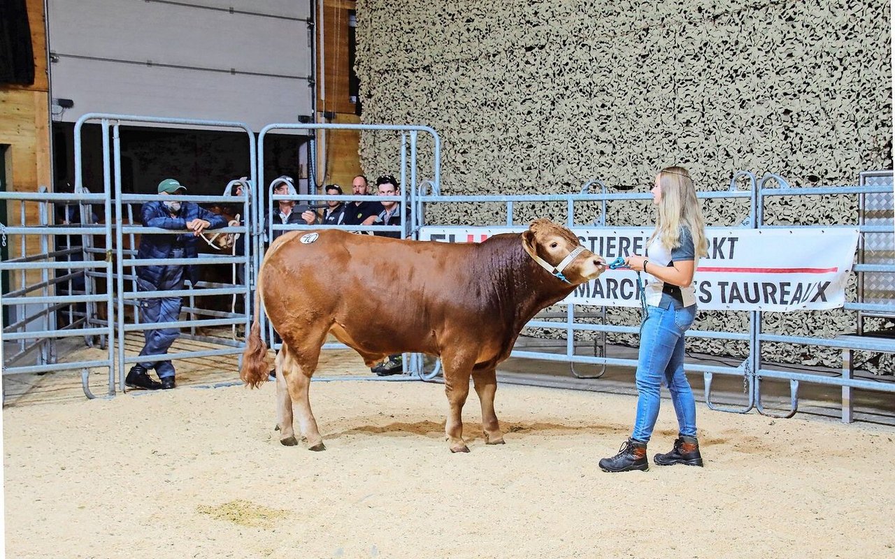 Der Limousin-Stier Burris Dodo von Familie Burri aus Dagmersellen LU erzielte den Tageshöchstpreis von 8700 Franken.