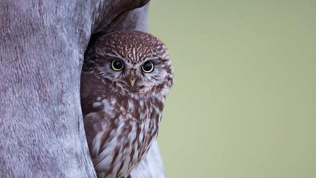 Kulleraugen mit stechendem Blick prägen den Charakterkopf des ­Stein­kauzes. (Bild Patrick Donini / Bird LIfe)