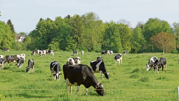 Milchkühe im Mittelland bleiben produktiv. Der Strukturwandel kann mit Neumitgliedern kompensiert werden.(Symbolbild rae)