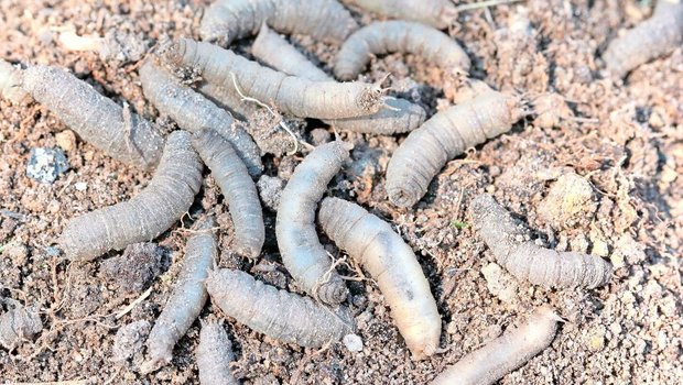 Erdschnakenlarven haben keine Beine.