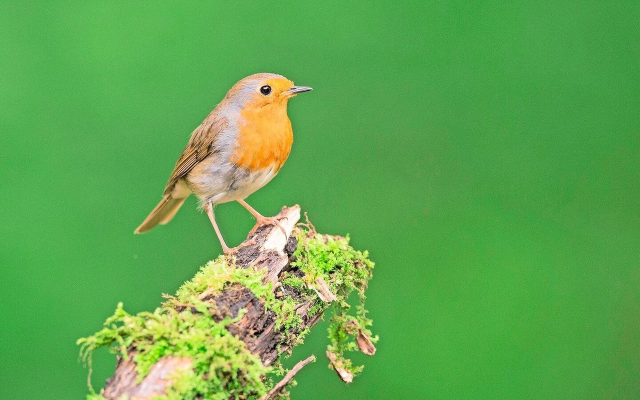 Rotkehlchen sind bekannte Gartenbewohner.