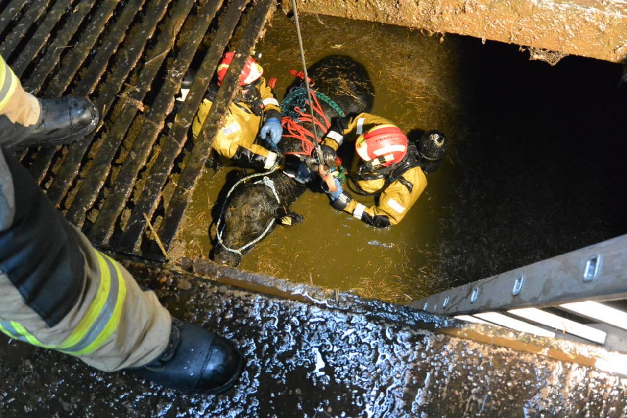 Blick ins Gülleloch: Mit Kran und Winde wird das Rind gerettet. (Bild Berufsfeuerwehr Bern)