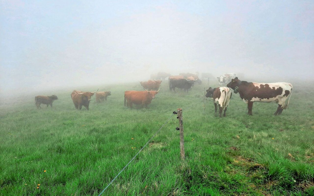 Ungeplante Begegnung im dicken Nebel: Unsere Herde trifft auf die schottischen Hochlandrinder auf der anderen Seite des Zauns.