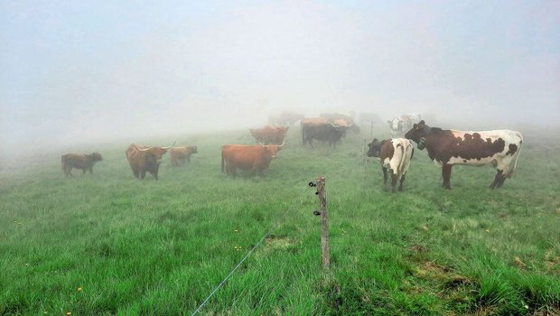 Ungeplante Begegnung im dicken Nebel: Unsere Herde trifft auf die schottischen Hochlandrinder auf der anderen Seite des Zauns.