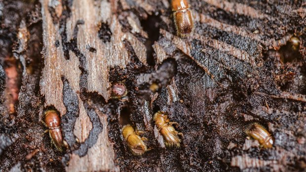 Käfer bedroht Berner Vegetation - Der neue Feind der Landwirtschaft