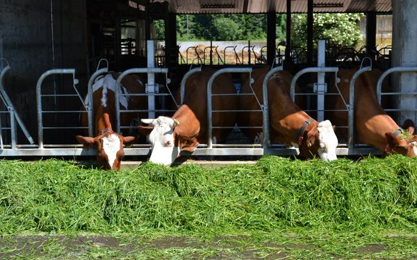 Landwirtinnen Und Landwirte Können Ihren Betrieb Mit Neuen ...