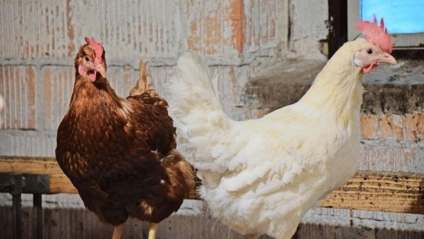 Die rote Vogelmilbe ist ein häufiges Problem bei Haushühnern. Während sie sich in der Nacht mit dem Blut der Hühner vollsaugt, versteckt sie sich tagsüber in den Ritzen des Stalls. 