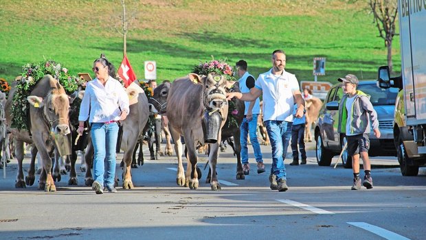 Das Highlight von Hubert Kühne ist nicht die IGBS, sondern die jährliche Herbstschau in Goldingen. Glücklich und stolz sind Kühne und sein Helferteam mit den geschmückten Kühen auf dem Weg zur Herbstschau.