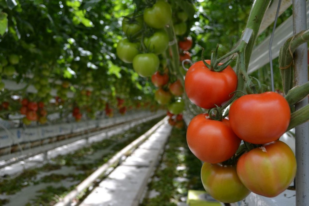 ... in über 4 Hektaren unter Glas Rispentomaten, Cherrytomaten und Salatgurken an. Die Gemüseproduzenten haben ...