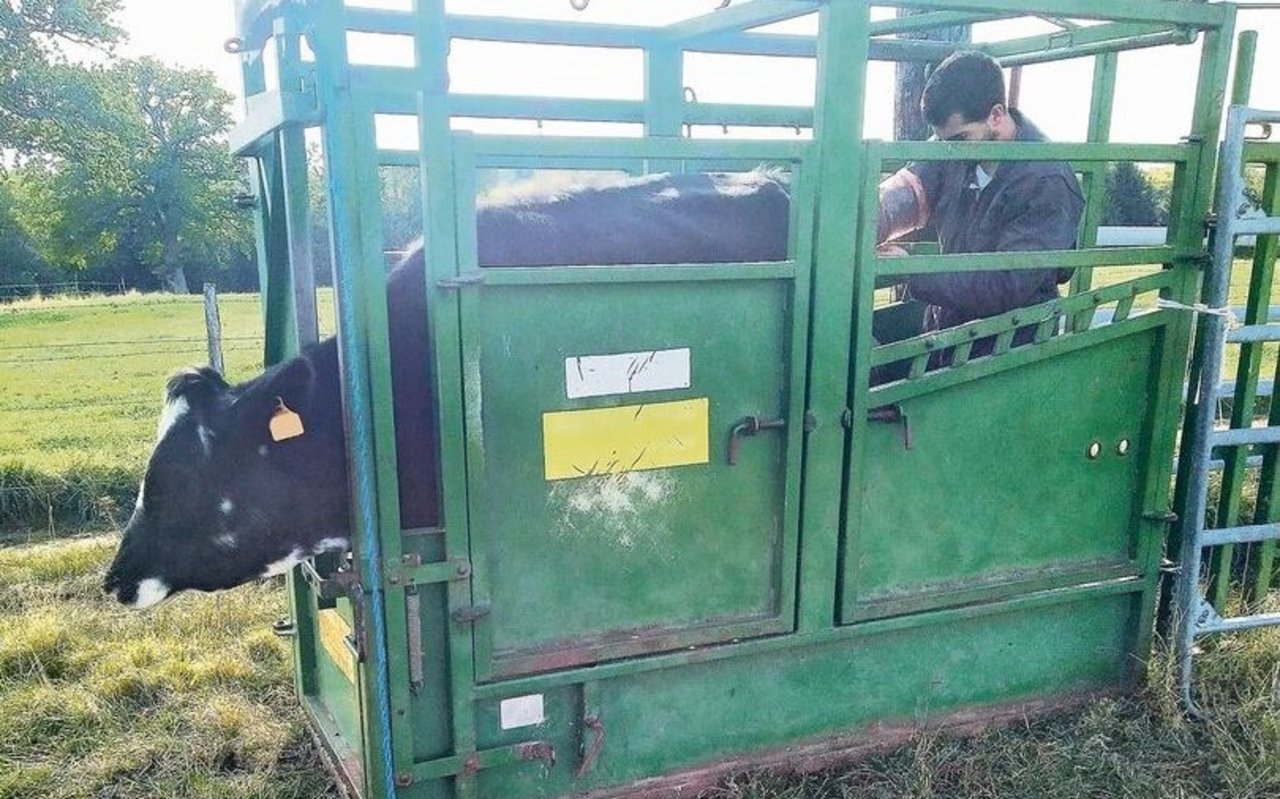 Damit die Rinder besamt werden können, werden sie im Behandlungsstand direkt draussen auf der Weide fixiert. Wenn die Tiere bald eingestallt werden, kann diese Arbeit im Warmen gemacht werden.